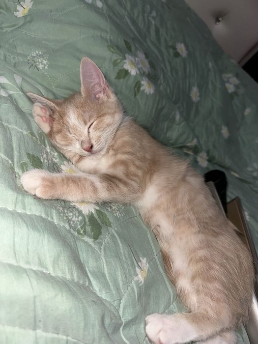 котенок кошка отдам в доьрые руки