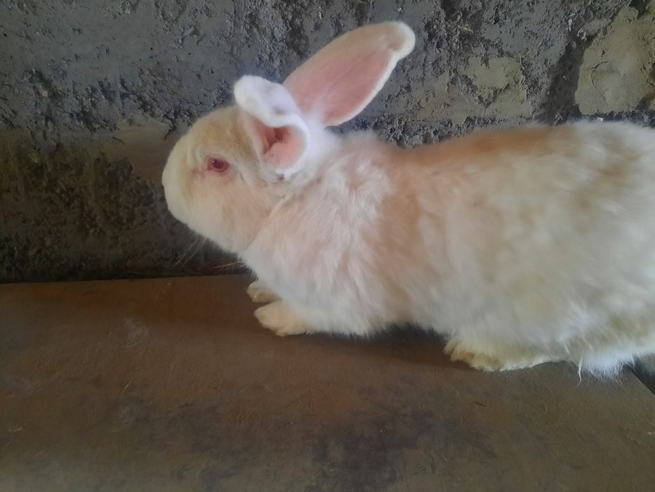 Кролики белый панон