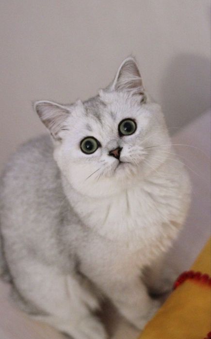 Серебристая шиншилла.