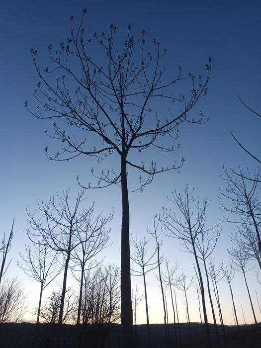 Butasi Paulownia