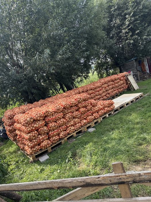 Vand cantitatea de 10 tone Ceapa plata