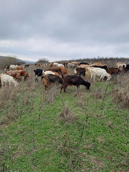 Vând capre gestante.
