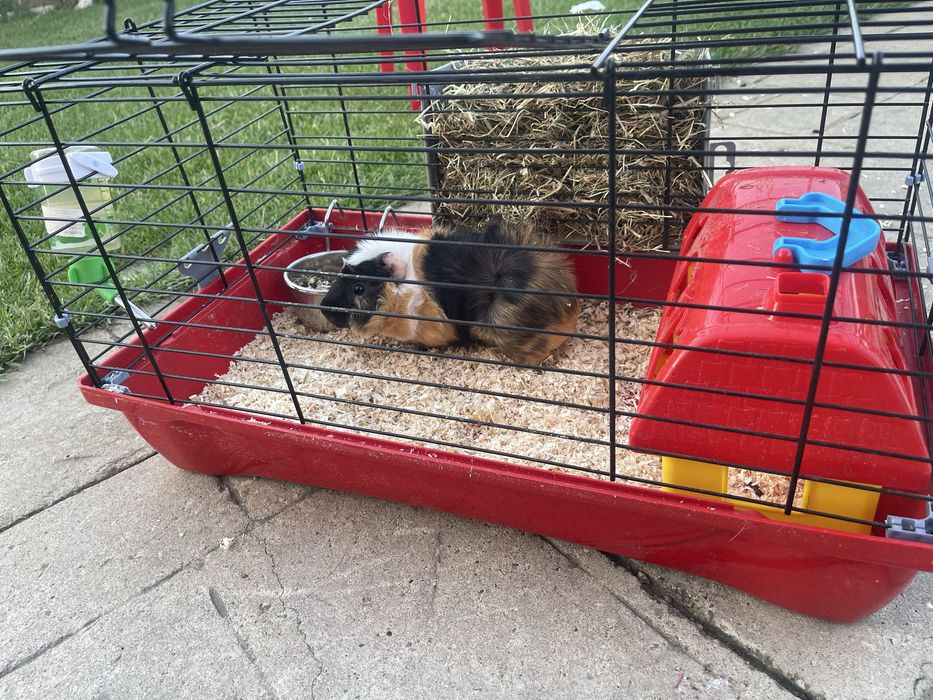 Porcusor de Guineea