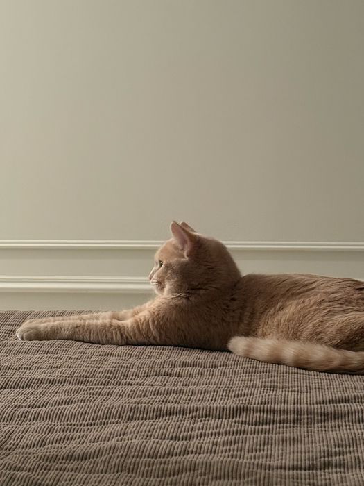 Отдам кота в хорошие руки