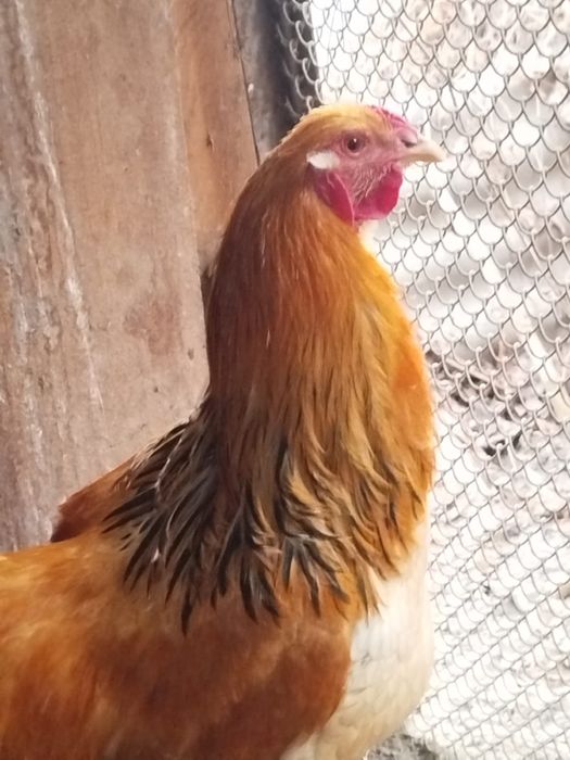 Петух палевая брама