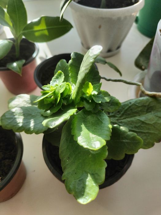 Продаю цветочки   комнатные