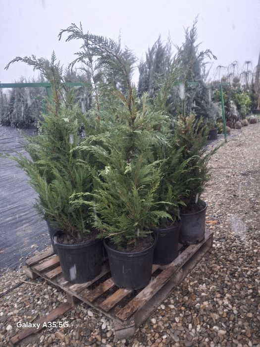 Vând tuia leylandii chiparos la oferta