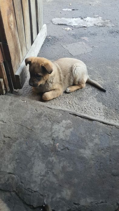 Отдам в хорошие руки