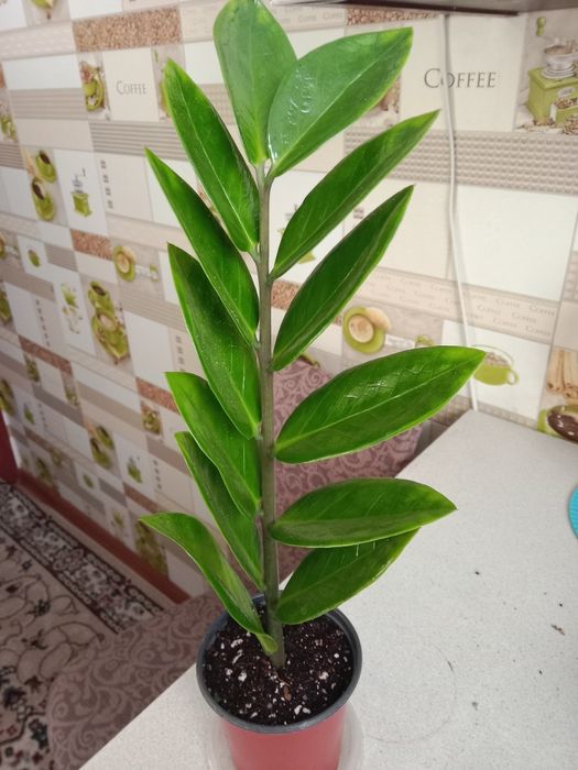 Долларовое или замиокулькас