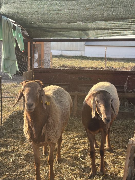 Қой Қошарлар сатылады