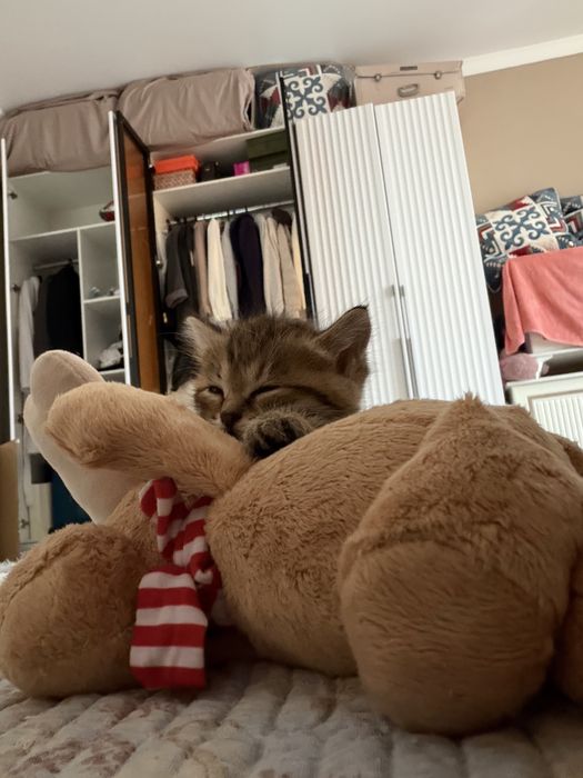Кошки приученые