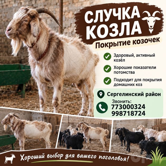 покрытие козачек