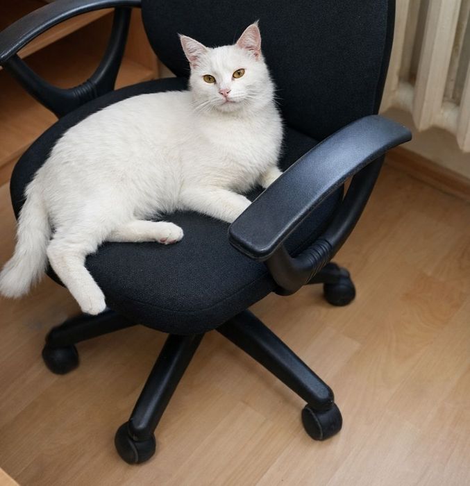 Xadiyaga beriladi Отдано в добрые руки