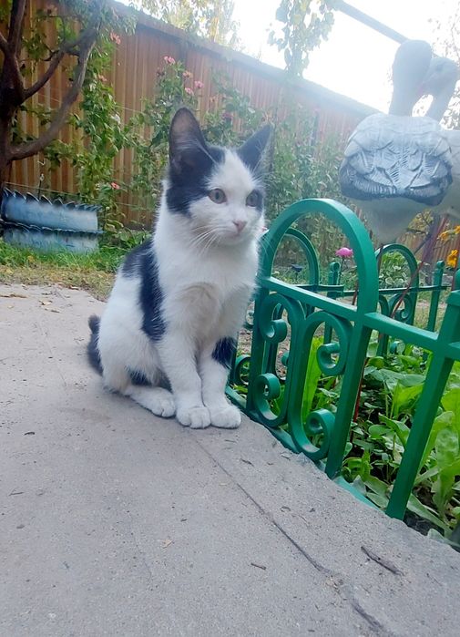 Котик Мальчик в заботливые руки