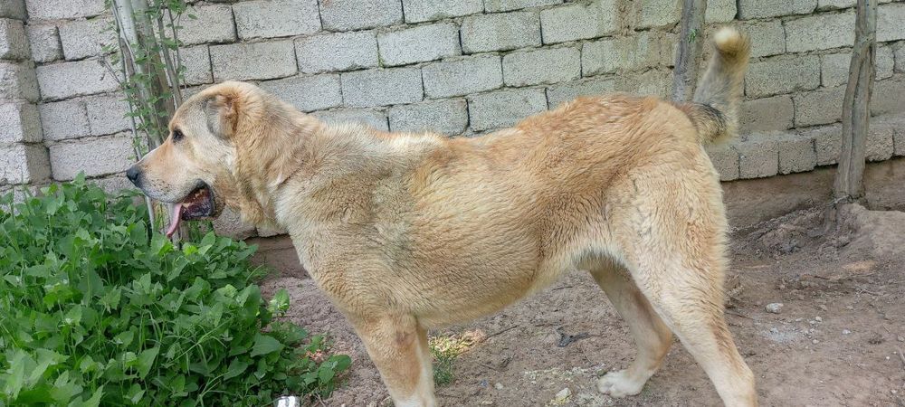 Alaboy 12 oylik erkagi