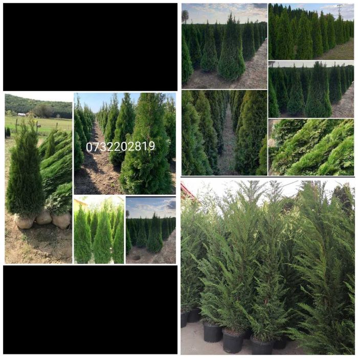 Tuia, Brazi, Mesteacăn, Tei, Catalpa, Arțar japonez