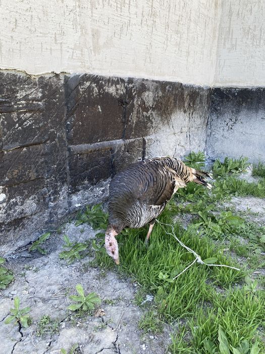 Продам жирные индюки