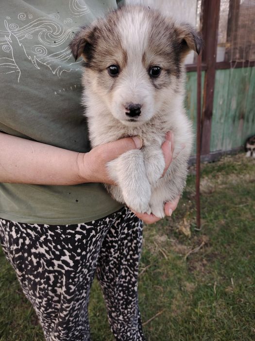 Отдам щенков 2,5 месяца