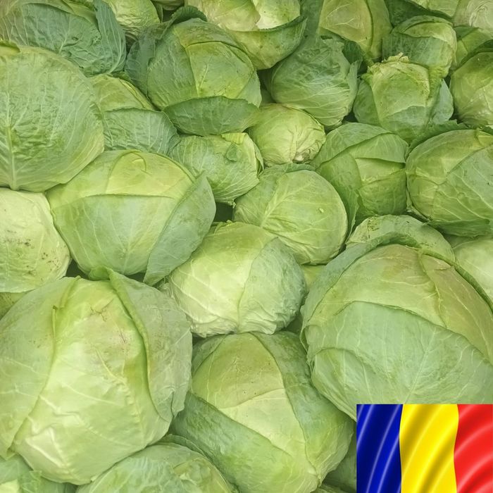 Varza verde romaneasca pentru murat / Escazu