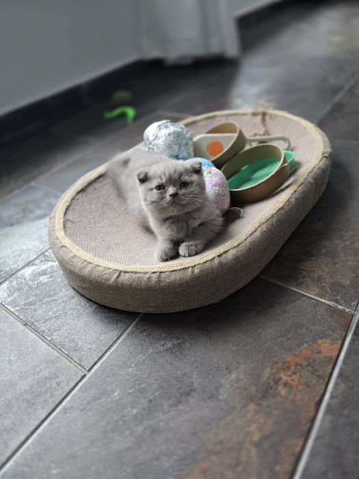 Pui British Shorthair x Scottish Fold