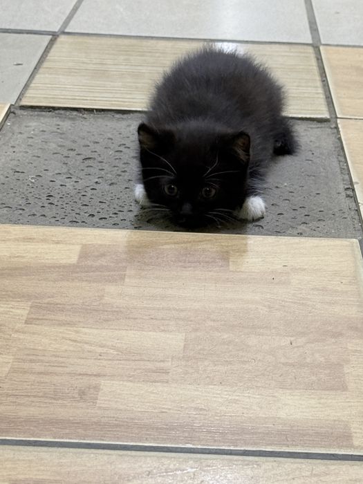 отдам котенка в добрые руки