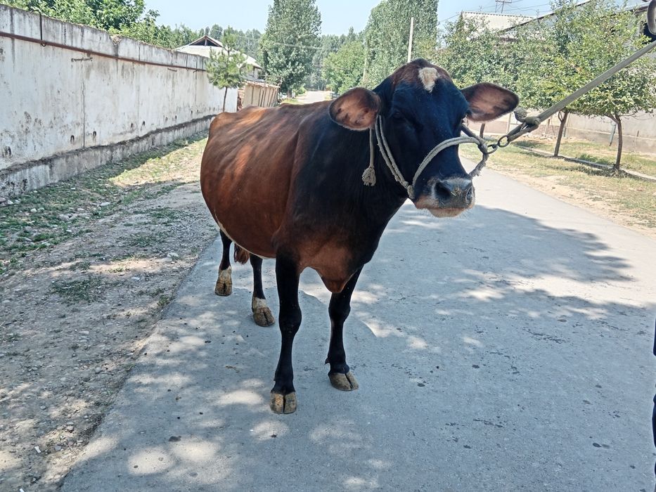 Grenford sigir sotiladi
