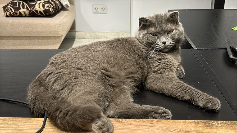 Отдам кошку в хорошие руки