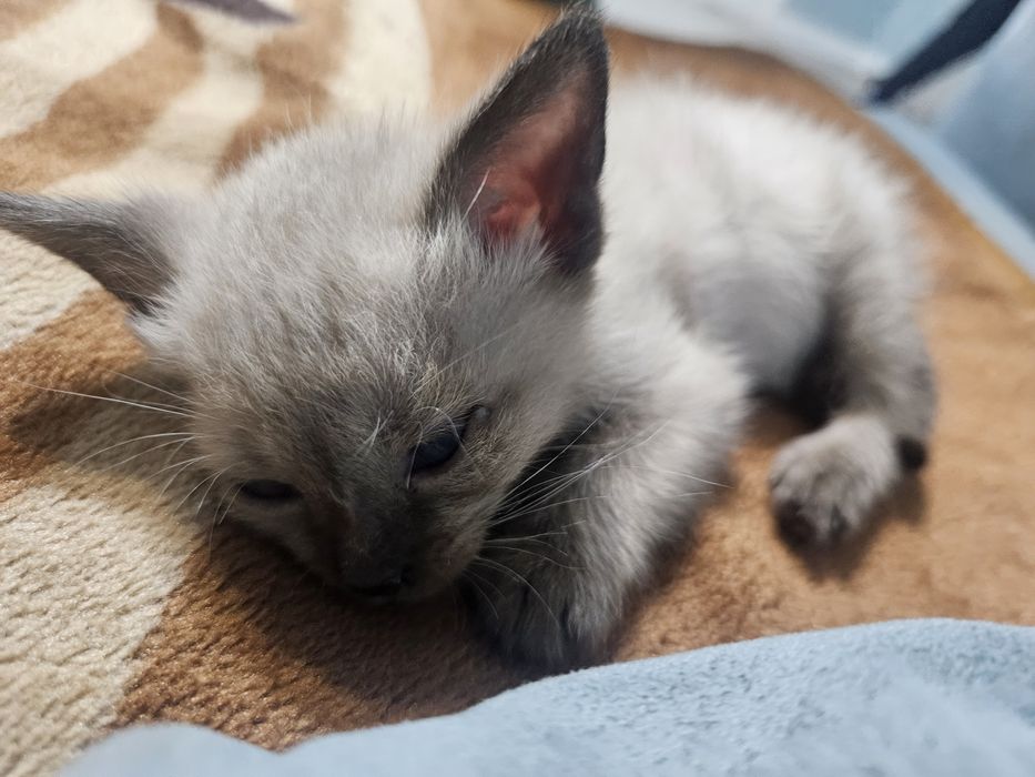 Сиямский котёнок 1000тг