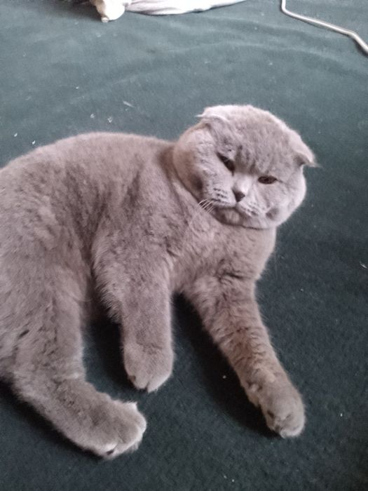 Кот Шетландских флот 1 годик