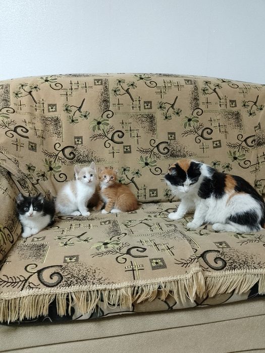 Продам домашних котят