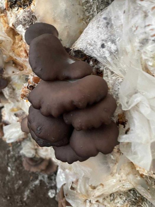 Теплица оцинкованная