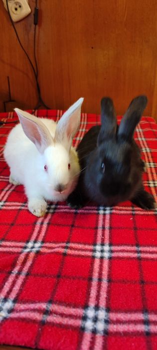 Кролик белый и черный