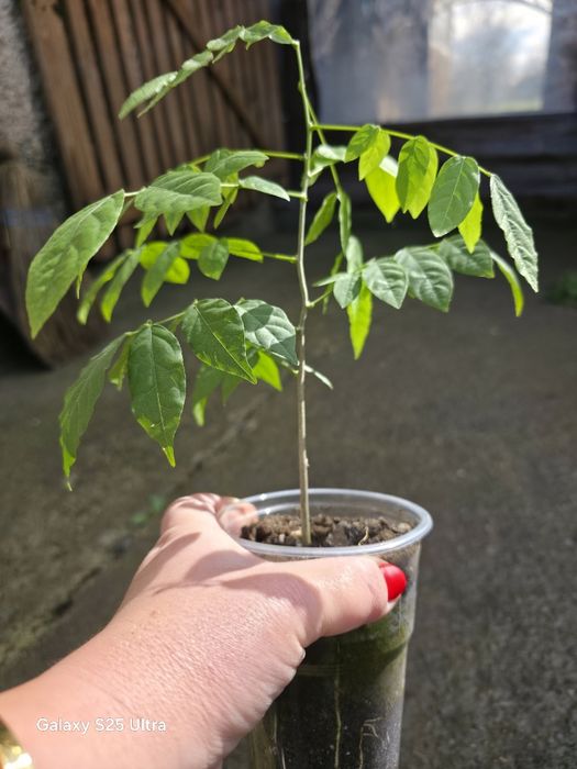 Глициния (вистерия)