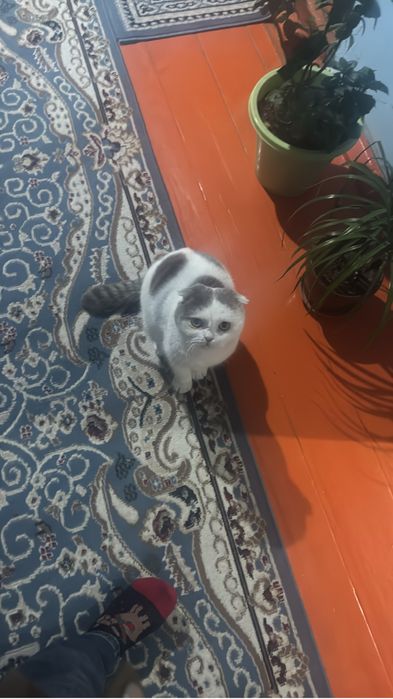 Кот скоттиш фолд 12месяц мальчик