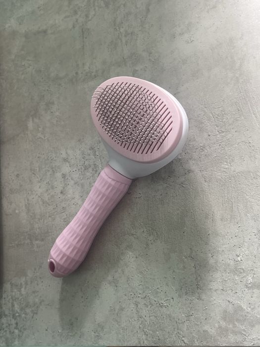 Британка 7 месяцев кошка