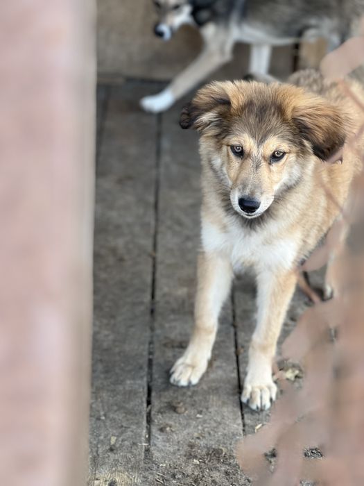 Щенки и собаки в хорошие руки