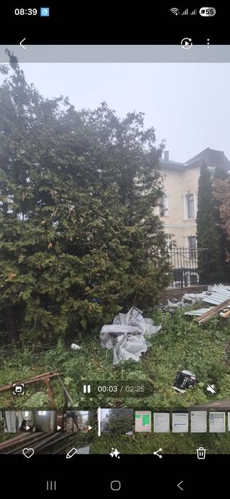 Продам взрослые туи Брабант (4-5 метров)