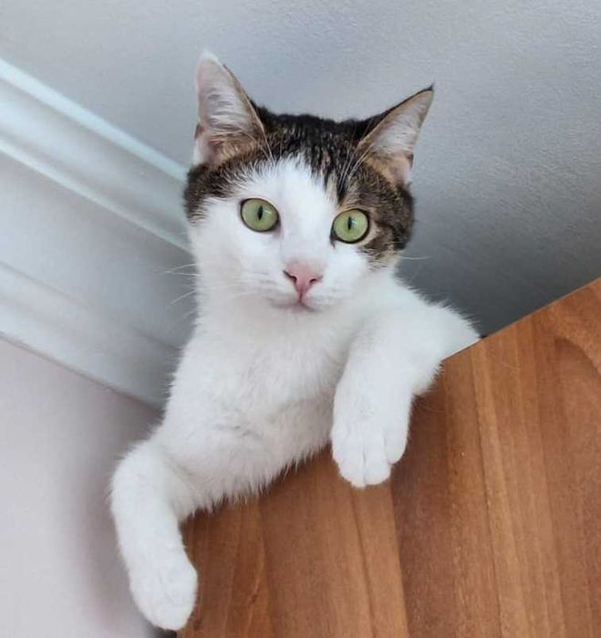 Атрею, 2-годишно коте страстен масажист, търси дом!