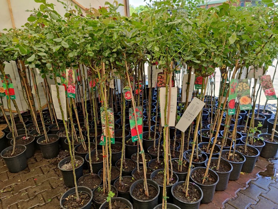 Oferta , trandafiri pomisor diferite culori