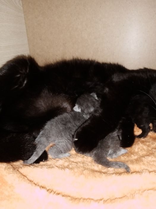 Britanchalarga bron ochldi bir haftalik bolshti