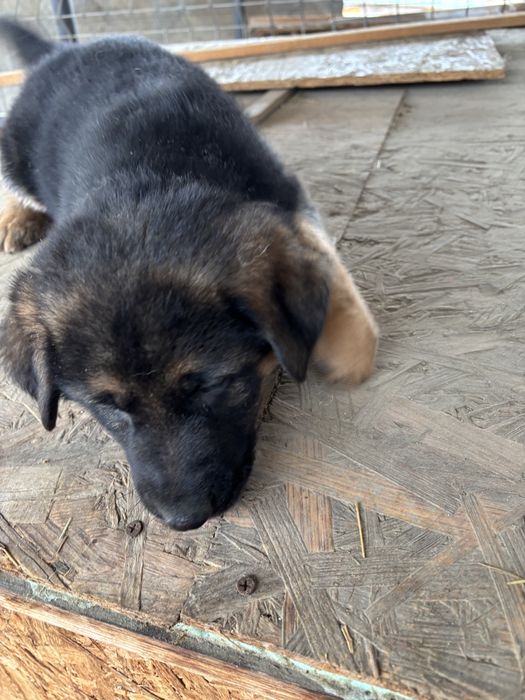 Catelusa ciobanesc german