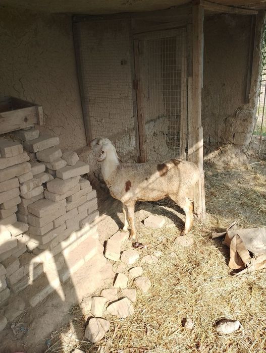 Qoi boʻgʻoz boʻlishi mumkin