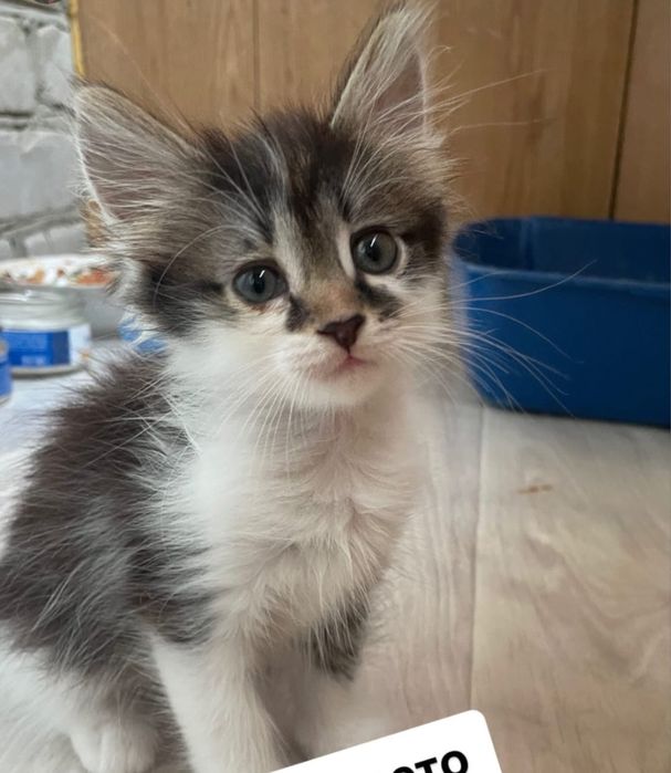 Котенок девочка в любящую семью