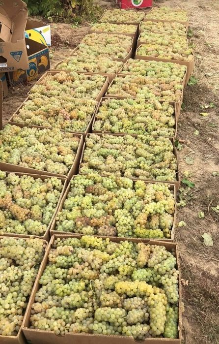 Struguri pentru vin