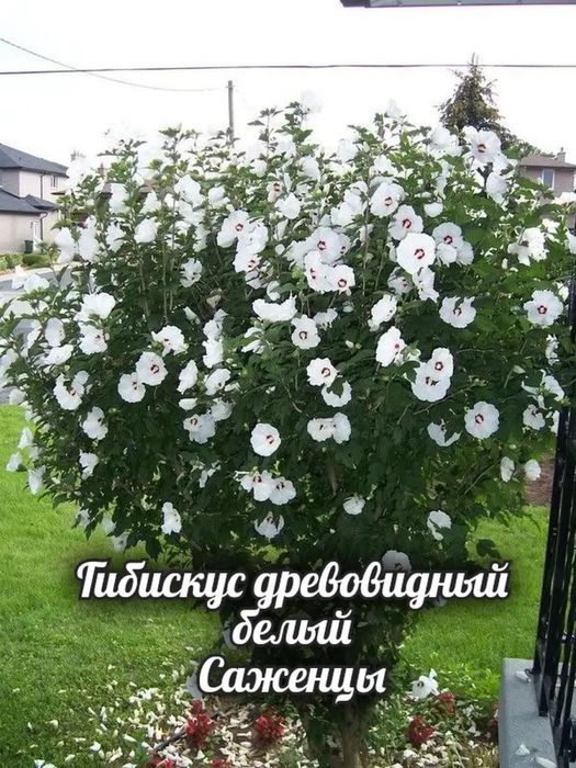 Растения для сада и огорода
