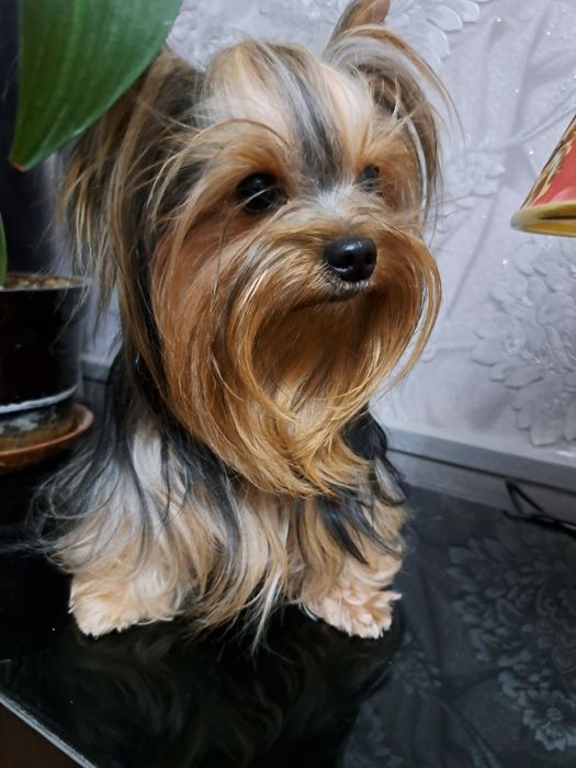 Вязка йоркширский терьер.