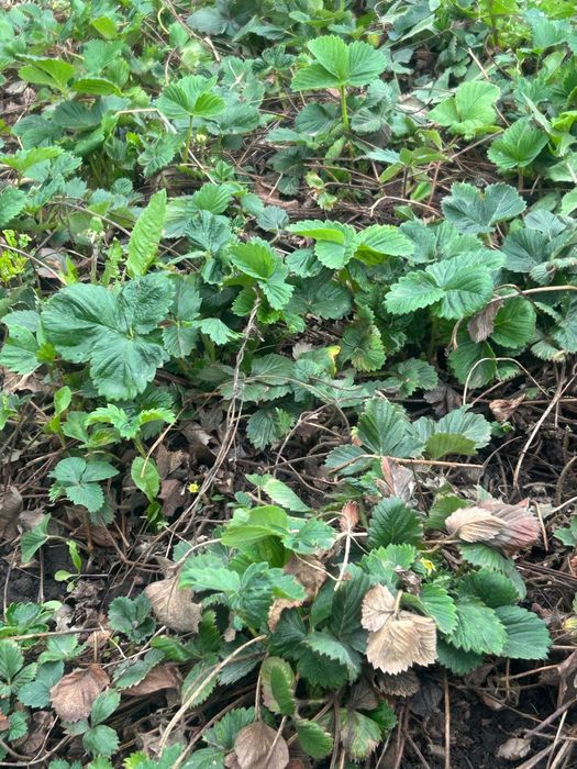 Продаю клубнику.