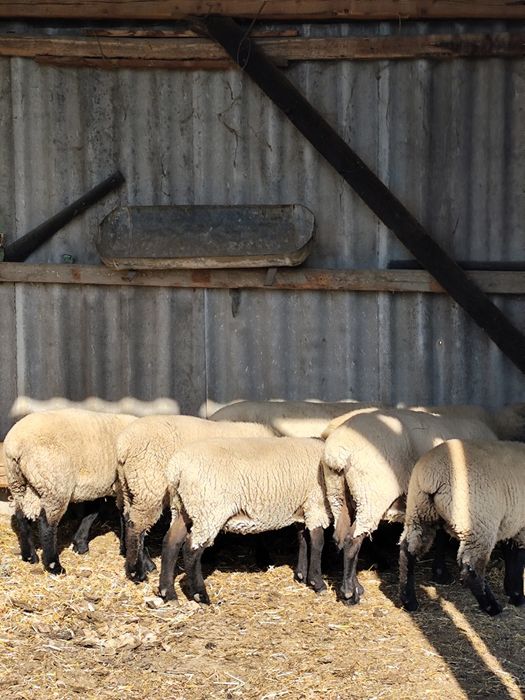 Mielute suffolk si berbec