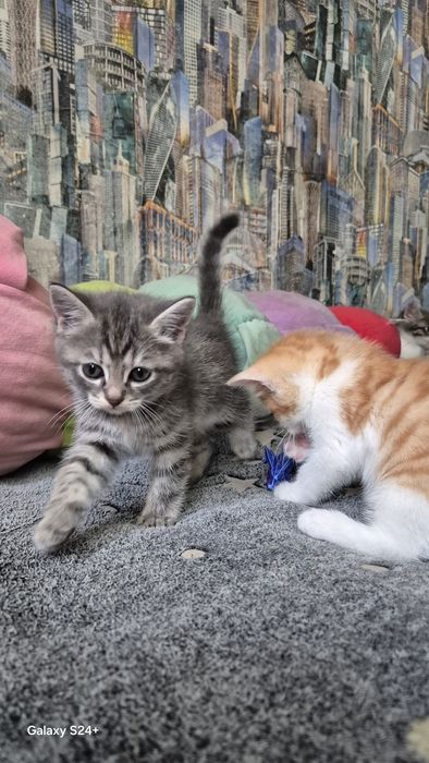 Отдам котят. К лотку приучены