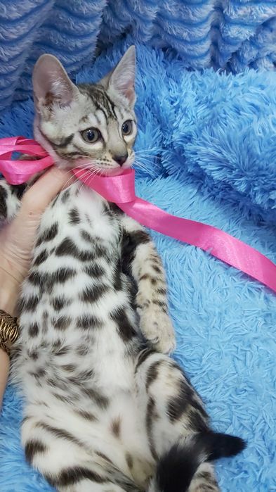 ЭЛИТНОЕ Серебро- Бенгальские